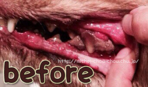 歯石取り　歯磨き　犬